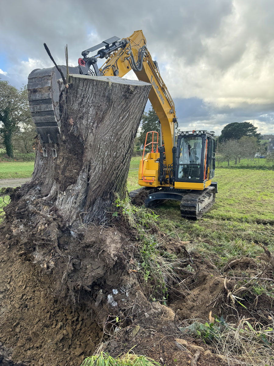 À Locquirec abattage d’une grande haie de cyprès et de plusieurs arbres dangereux 