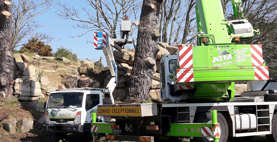 Abattage élagage arbre dessouchage coupe SAVEAN