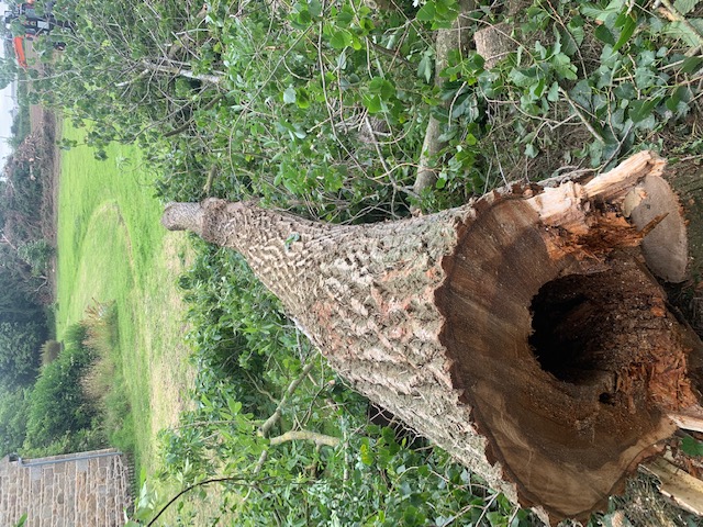 Demontage arbre plouha etables plerin sur mer savean