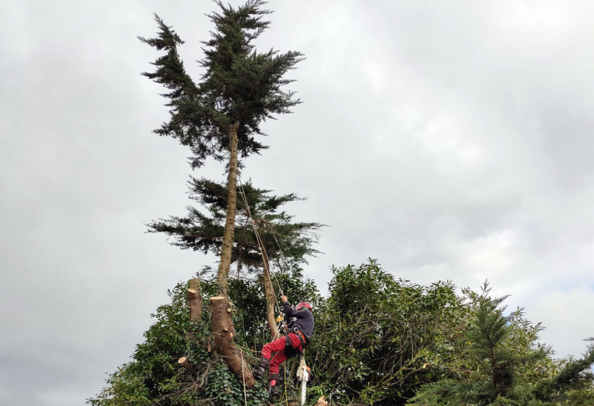 Démontage d'arbre par nos élagueurs professionnels