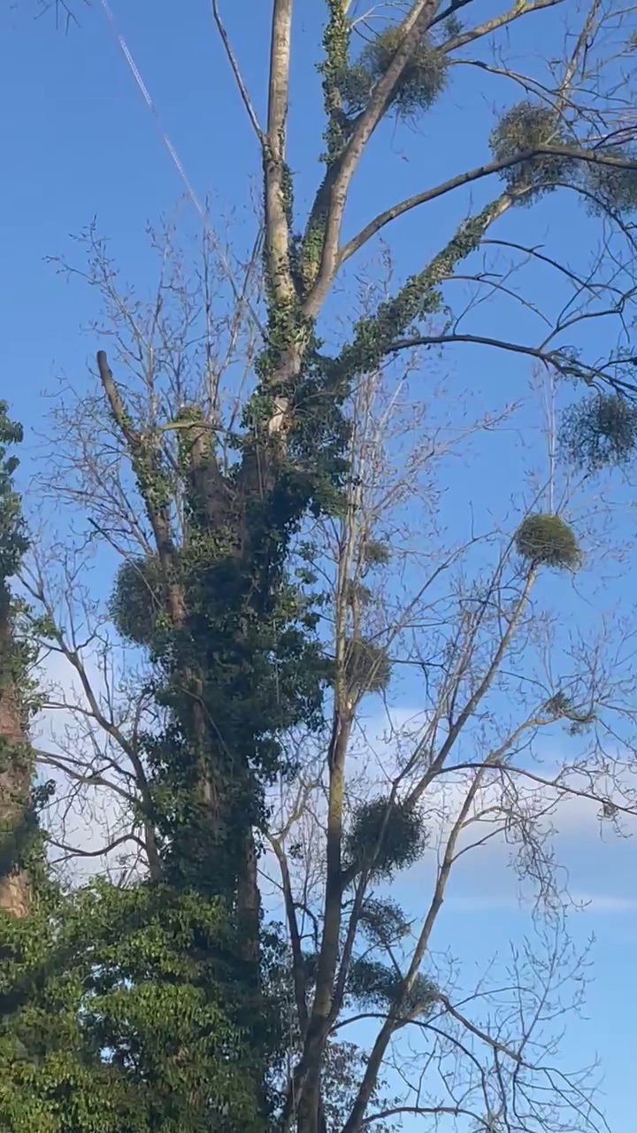 Démontage arbre saint brieuc