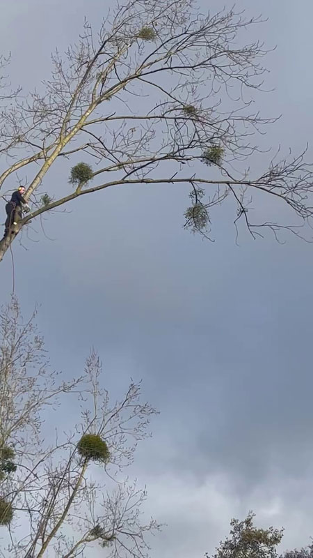 Démontage arbre Lannion