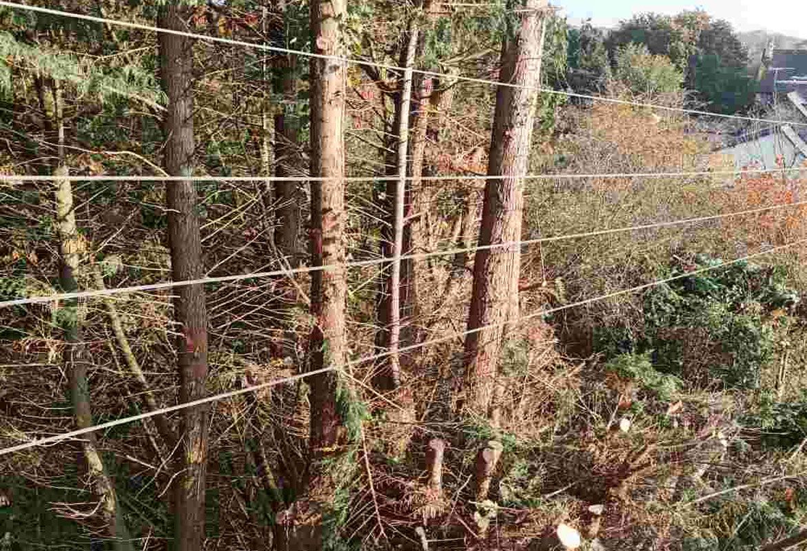 Travaux urgence arbre abattage savean